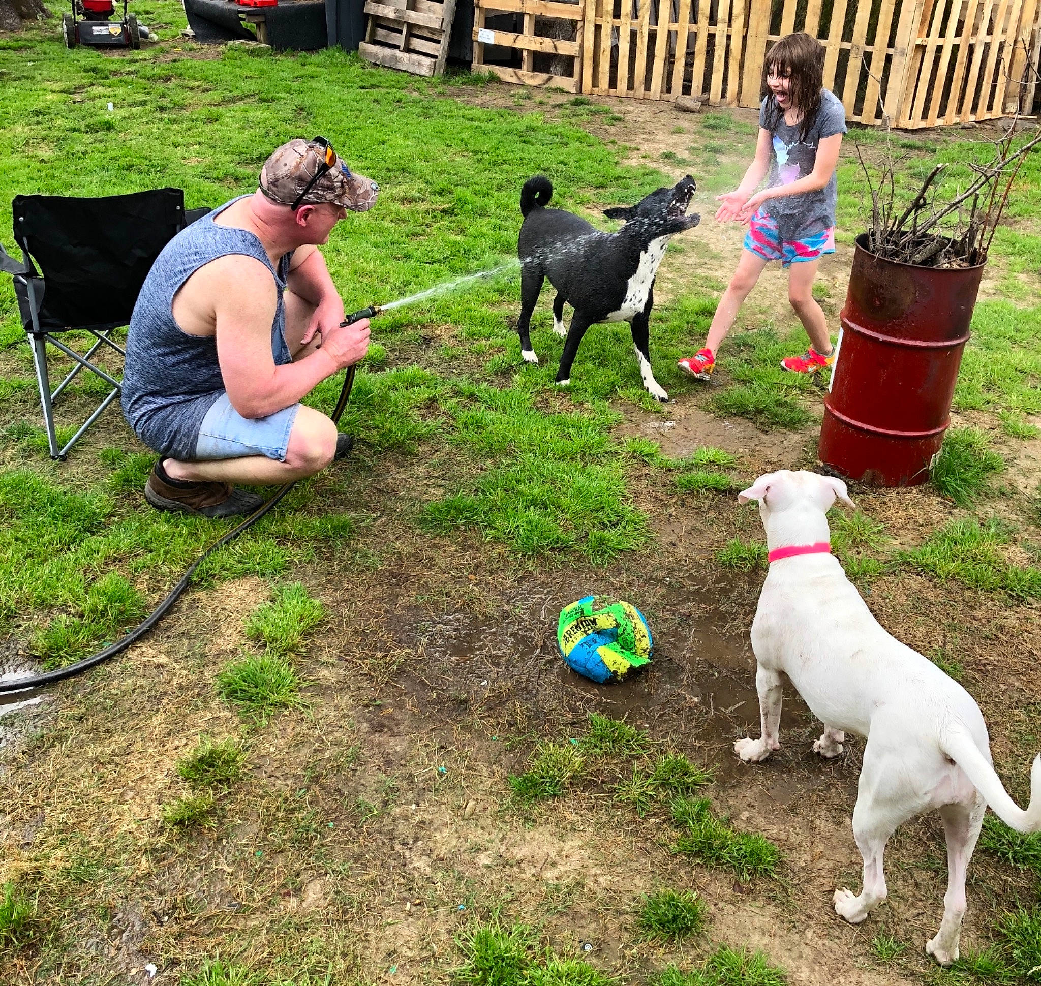 Roxy joined the competition — help win amazing prizes! carnivore, chair, collar, companion_dog, dog, dog_breed, dog_collar, fawn, flowerpot, grass, lawn, leash, leisure, mammal, plant, recreation, shorts, sporting_group, t_shirt, tail