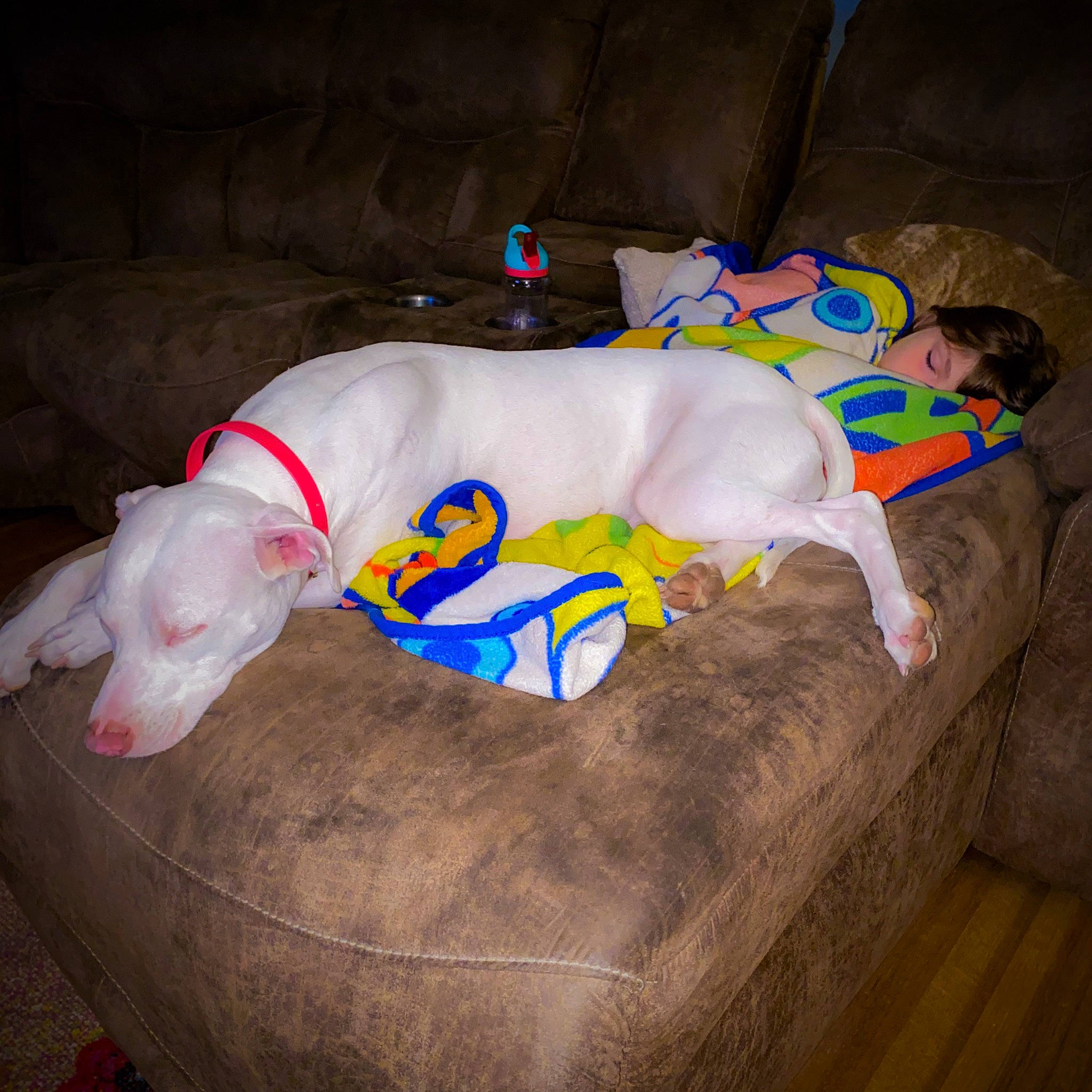 Bella is registered to the contest to win money with this photo: canidae, carnivore, collar, comfort, companion_dog, dog, dog_breed, dog_supply, fawn, felidae, linens, non_sporting_group, paw, pet_supply, snout, sporting_group, tail, terrestrial_animal, working_animal