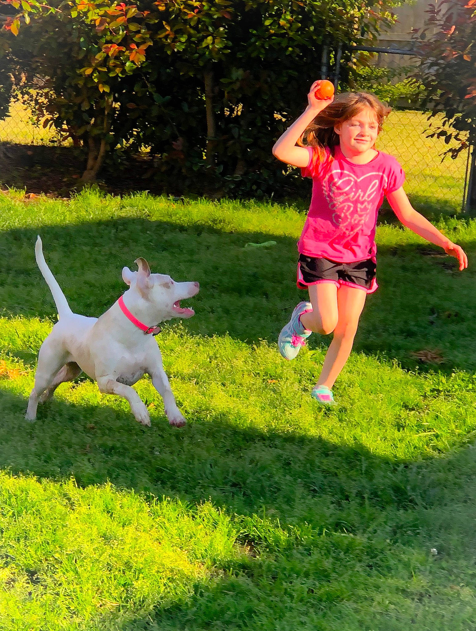 Bella joined the competition — help win amazing prizes! carnivore, companion_dog, dog, dog_breed, fawn, fun, grass, grass_family, green, happy, lawn, leisure, meadow, people_in_nature, pink, plant, recreation, shorts, tail, tree