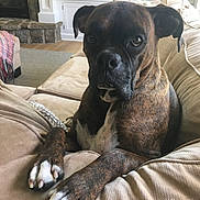 Sully joined the competition — help win amazing prizes! dog, boxer, brindle, pet, canine, couch, living_room, indoor, furniture, paw, portrait, mammal, house, cozy, relaxing, animal, domestic_animal, snout, ears, eyes