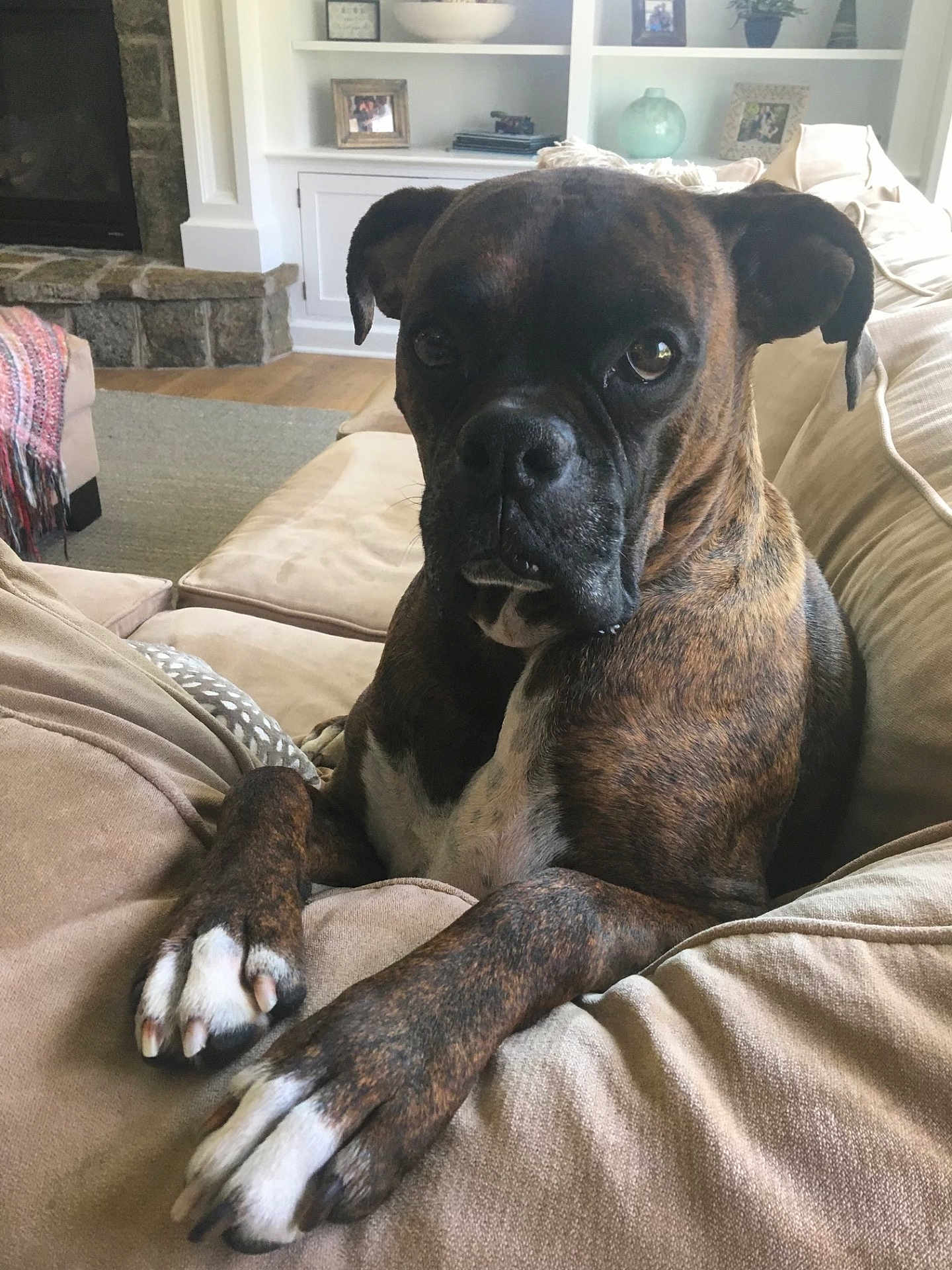Sully joined the competition — help win amazing prizes! dog, boxer, brindle, pet, canine, couch, living_room, indoor, furniture, paw, portrait, mammal, house, cozy, relaxing, animal, domestic_animal, snout, ears, eyes