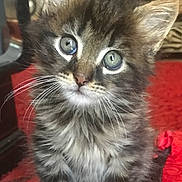 Atlas participe au concours pour gagner de l'argent avec cette photo : kitten, cat, tabby_cat, fluffy, whiskers, green_eyes, close_up, portrait, indoor, pet, cute, sitting, paws, fur, red_blanket, furniture, curious, young, domestic_cat, portrait_photography