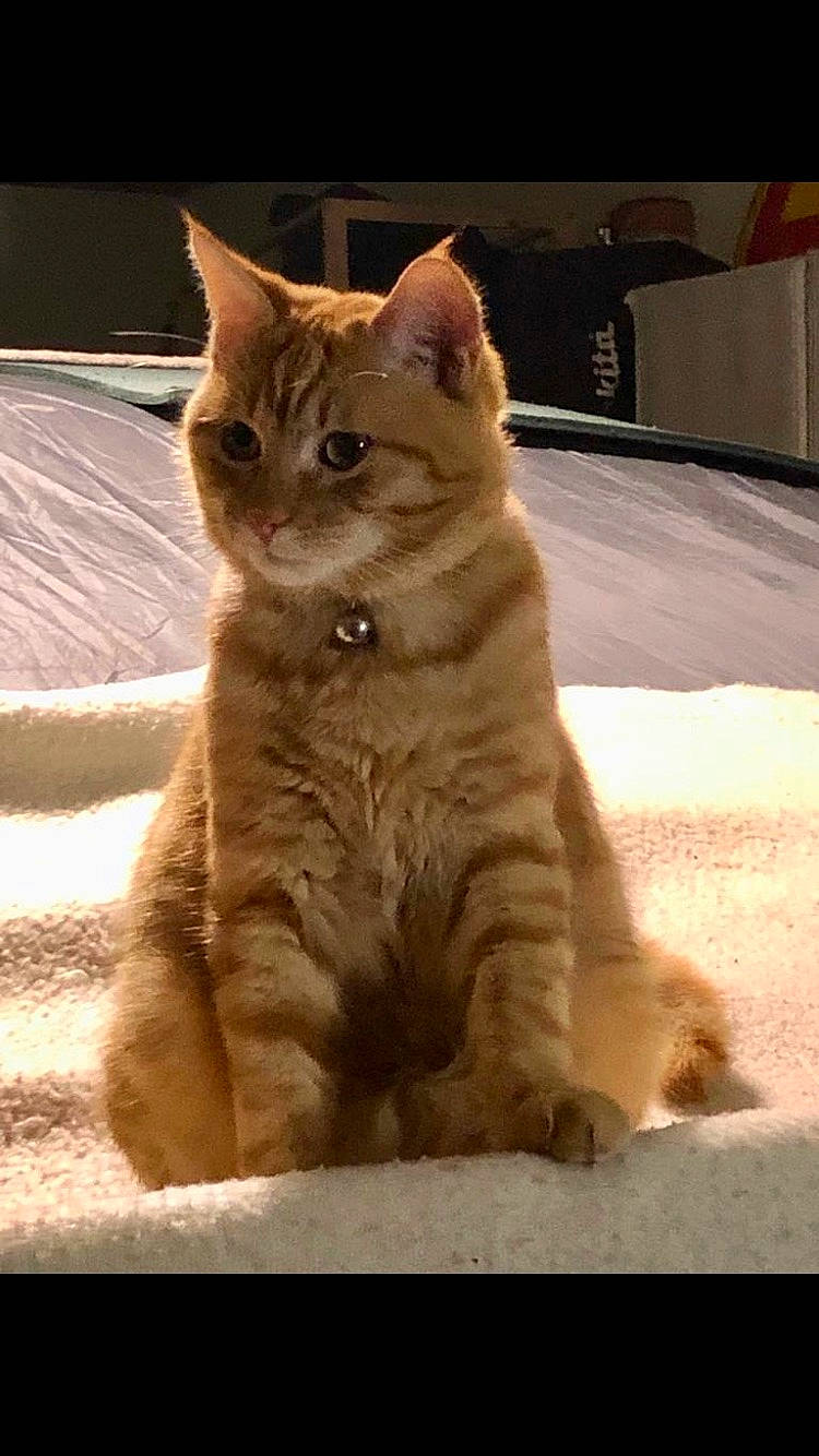 Roucky a rejoint le concours — aidez-le/la à gagner de superbes lots ! carnivore, cat, claw, domestic_short_haired_cat, fawn, felidae, freezing, fur, paw, sitting, small_to_medium_sized_cats, snout, snow, tail, terrestrial_animal, whiskers, wildlife, winter, wood