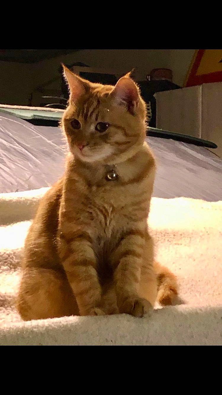 Roucky participe au concours pour gagner de l'argent avec cette photo : carnivore, cat, claw, domestic_short_haired_cat, fawn, felidae, freezing, fur, paw, small_to_medium_sized_cats, snout, snow, tail, terrestrial_animal, tree, whiskers, wildlife, window, winter, wood