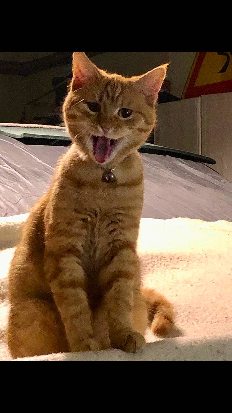 Roucky participe au concours pour gagner de l'argent avec cette photo : carnivore, cat, claw, domestic_short_haired_cat, fawn, felidae, foot, fur, gesture, paw, sitting, small_to_medium_sized_cats, snout, snow, tail, terrestrial_animal, whiskers, wildlife