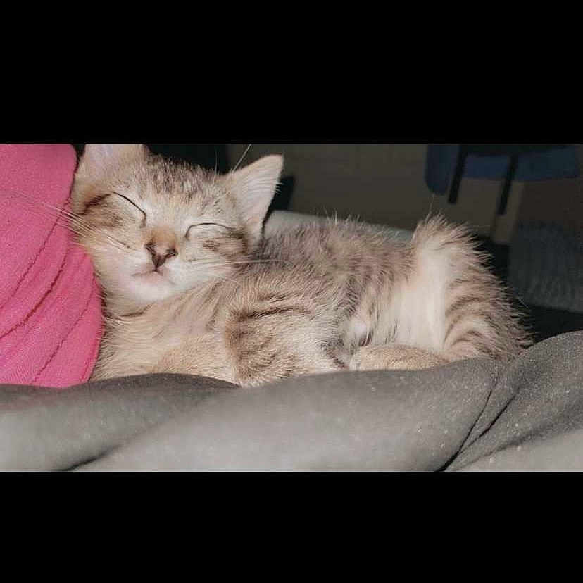 Kikyo joined the competition — help win amazing prizes! abyssinian, angora, animal, blanket, cat, couch, cushion, egyptiancat, furniture, homedecor, kitten, manx, person, pet, siamese, sleeping