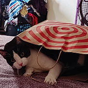 Loner joined the competition — help win amazing prizes! cat, black_and_white_cat, paper_bag, bag_handle, bed, blanket, towel, laundry_basket, clothes, fan, indoor, pet, paw, whiskers, green_eyes, curious_expression, playful, close_up, striped_pattern, fabric