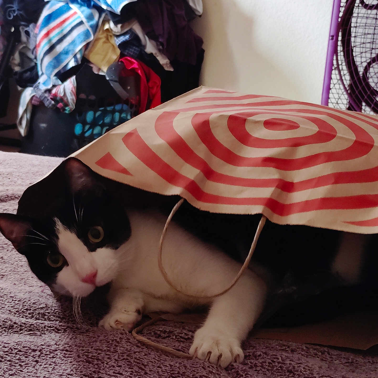 Loner joined the competition — help win amazing prizes! bag_handle, bed, black_and_white_cat, blanket, cat, close_up, clothes, curious_expression, fabric, fan, green_eyes, indoor, laundry_basket, paper_bag, paw, pet, playful, striped_pattern, towel, whiskers