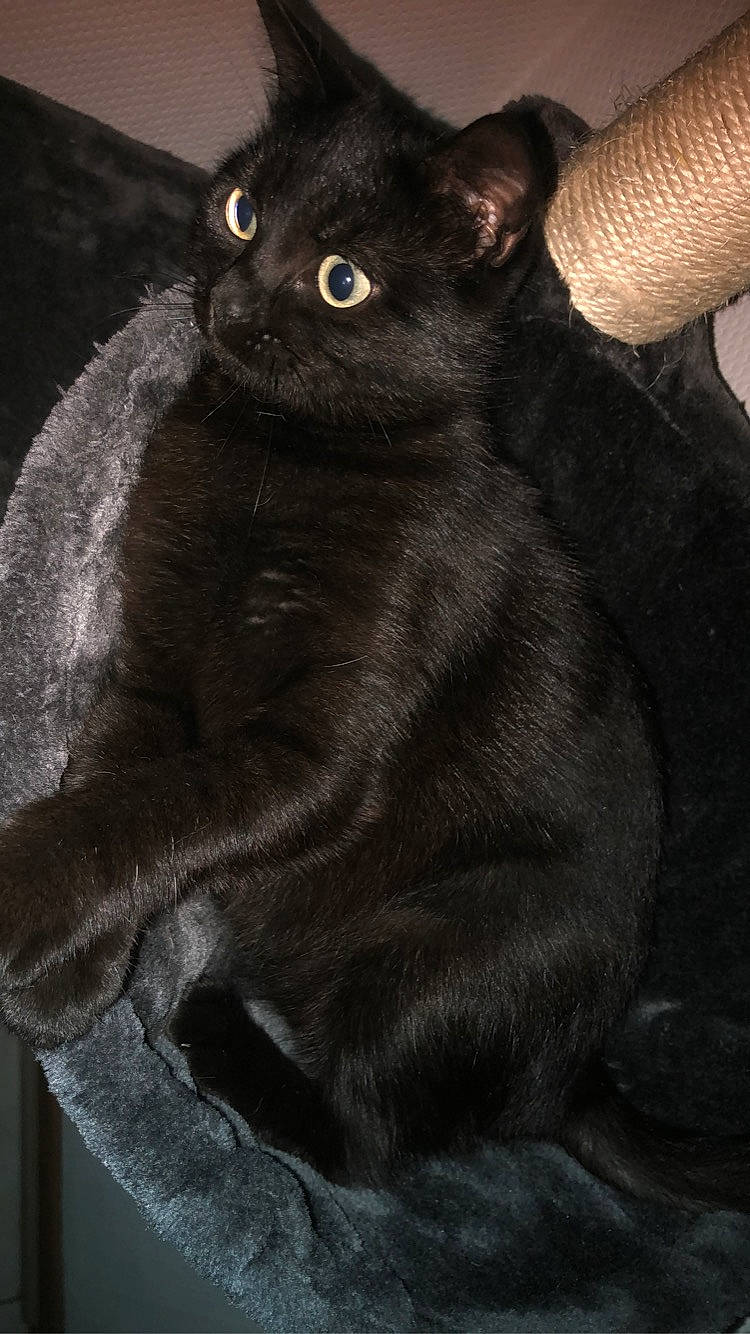 Fendi participe au concours pour gagner de l'argent avec cette photo : asian, black_cat, bombay, british_shorthair, burmese, carnivore, cat, chartreux, domestic_short_haired_cat, felidae, german_rex, havana_brown, korat, mammal, russian_blue, small_to_medium_sized_cats, snout, tail, vertebrate, whiskers