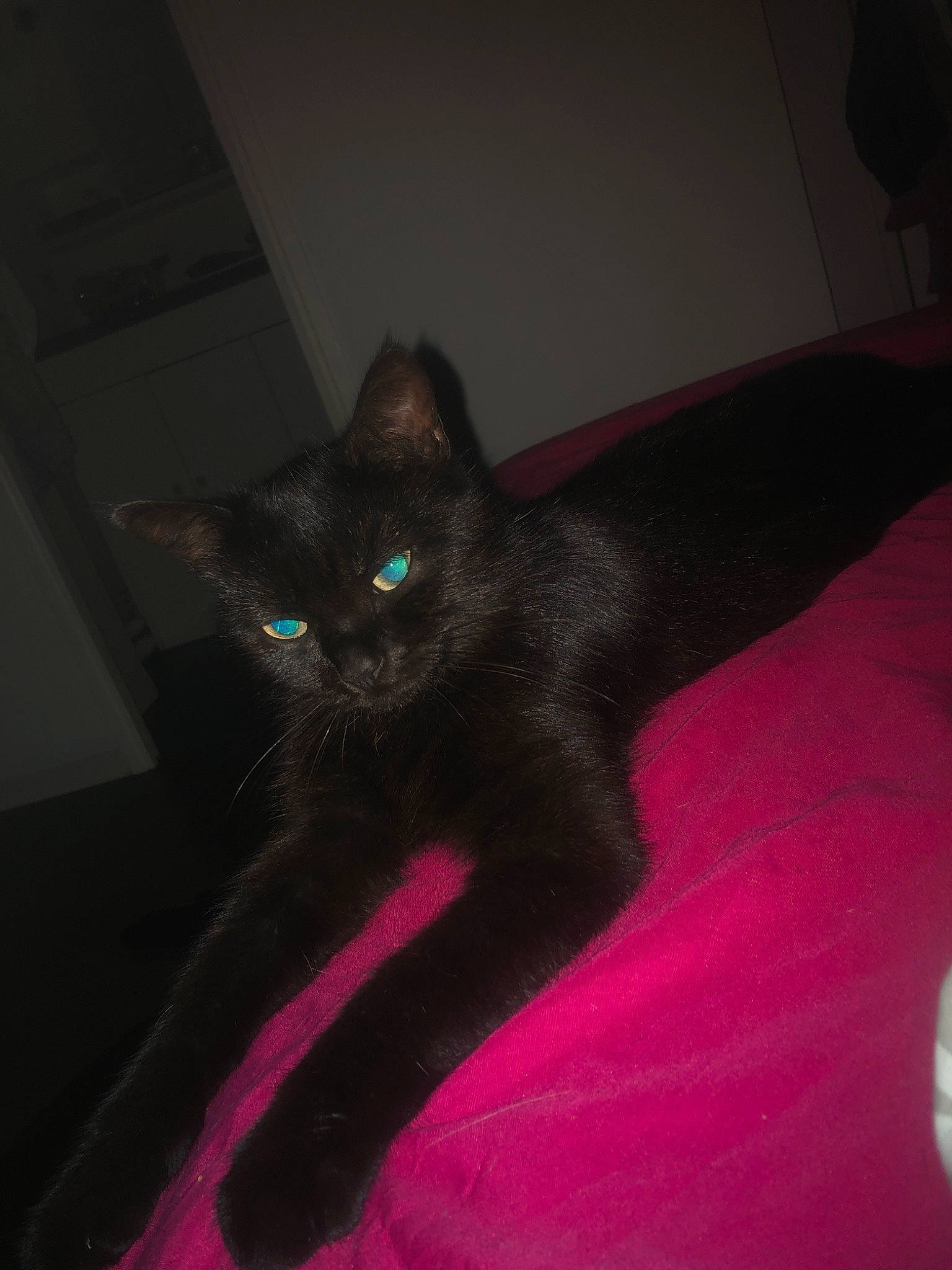 Fendi a rejoint le concours — aidez-le/la à gagner de superbes lots ! black, black_cat, carnivore, cat, darkness, eye, felidae, kitten, small_to_medium_sized_cats, tail, whiskers