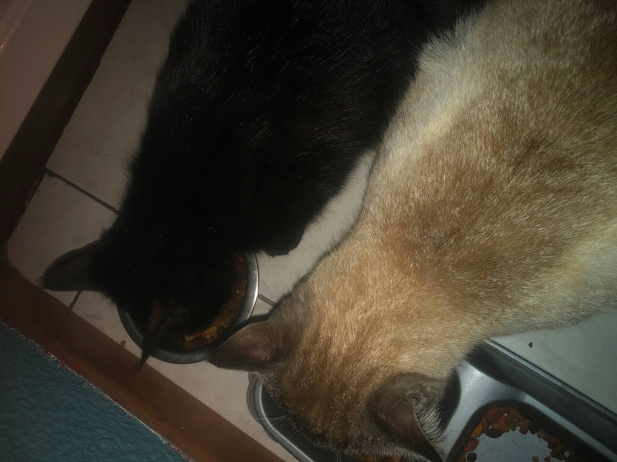 Fendi participe au concours pour gagner de l'argent avec cette photo : carnivore, cat, claw, domestic_short_haired_cat, fawn, felidae, fur, leg, paw, small_to_medium_sized_cats, snout, tail, whiskers