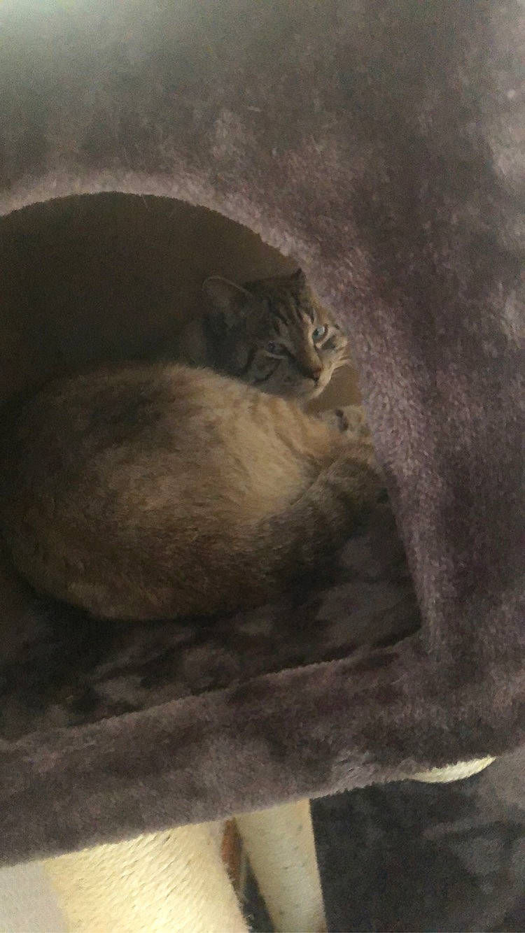 Tobby a rejoint le concours — aidez-le/la à gagner de superbes lots ! art, cat, fawn, painting, portrait, still_life