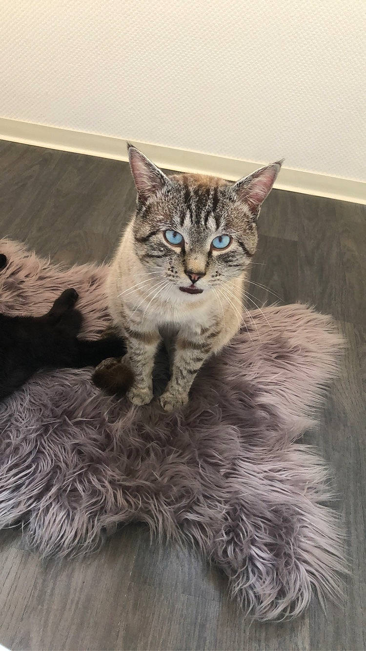 Tobby participe au concours pour gagner de l'argent avec cette photo : asian, carnivore, cat, domestic_short_haired_cat, dragon_li, european_shorthair, felidae, fur, kitten, lynx, maine_coon, mammal, norwegian_forest_cat, pixie_bob, siberian, small_to_medium_sized_cats, tabby_cat, vertebrate, whiskers, wild_cat