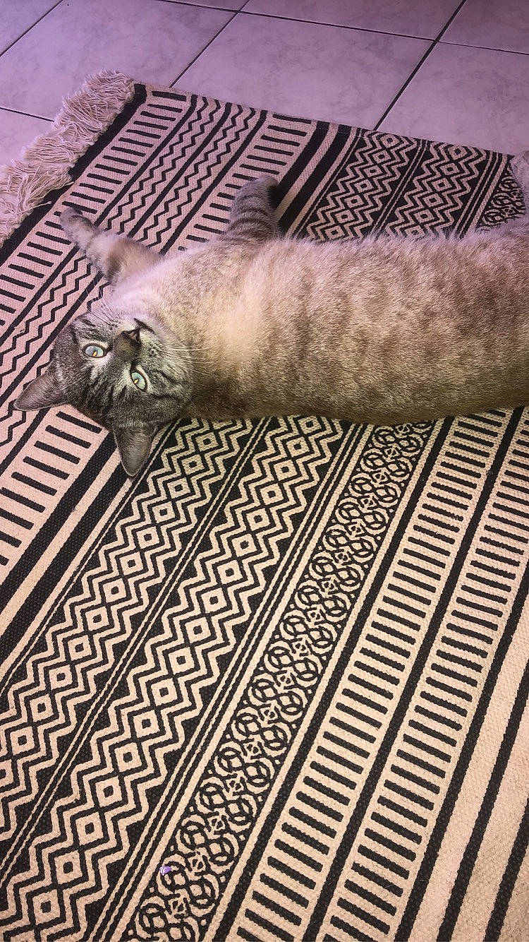 Tobby participe au concours pour gagner de l'argent avec cette photo : beige, cat, fur, pattern, textile