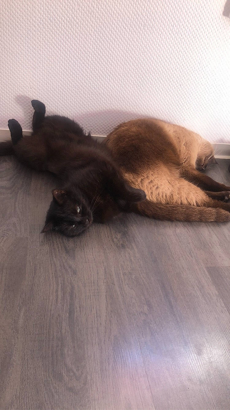 Tobby participe au concours pour gagner de l'argent avec cette photo : burmese, canidae, carnivore, cat, dog_breed, fawn, felidae, floor, puppy, tail