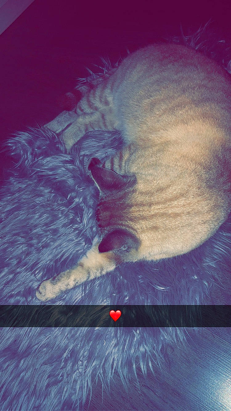 Tobby a rejoint le concours — aidez-le/la à gagner de superbes lots ! fur