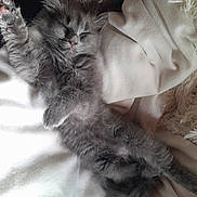 Naho participe au concours pour gagner de l'argent avec cette photo : kitten, cat, sleeping, fluffy, gray, paw, blanket, soft, cozy, cute, pet, animal, fur, relaxing, indoor, nap, whiskers, tail, peaceful, adorable
