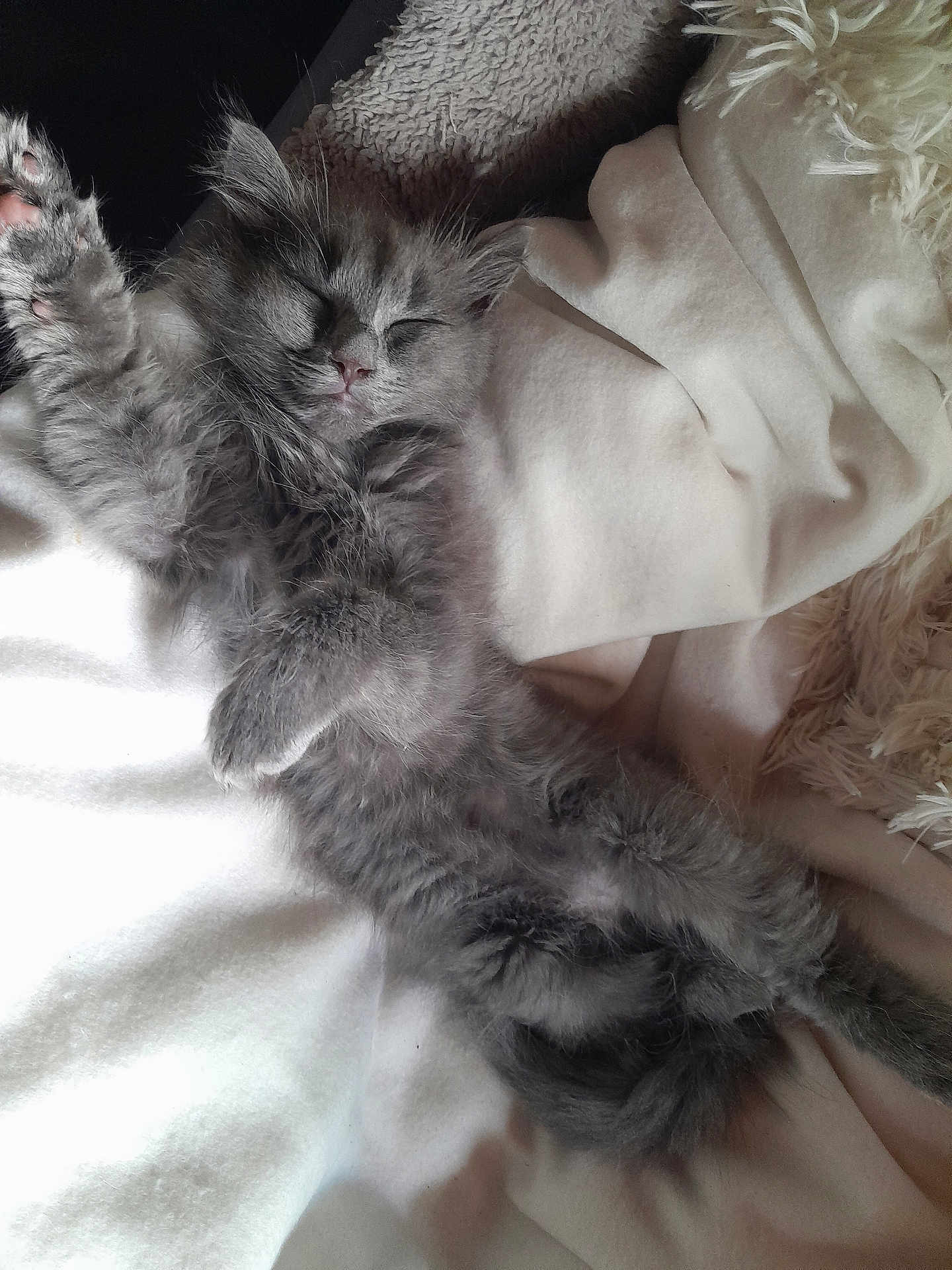 Naho participe au concours pour gagner de l'argent avec cette photo : kitten, cat, sleeping, fluffy, gray, paw, blanket, soft, cozy, cute, pet, animal, fur, relaxing, indoor, nap, whiskers, tail, peaceful, adorable