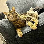 Ryry joined the competition — help win amazing prizes! cat, tabby, feline, pet, animal, indoor, armchair, gray, fur, whiskers, relaxed, cute, domestic, cozy, resting, curious, clothing, fabric, texture, living_room