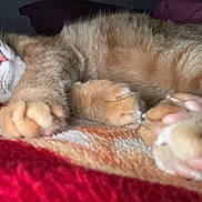Minouche a rejoint le concours — aidez-le/la à gagner de superbes lots ! cat, orange_tabby, sleeping, paws, pink_paw_pads, blanket, cozy, close_up, fur, resting, indoor, cute, pet, animal, whiskers, relaxed, soft_light, comfort, mammal, domestic_cat
