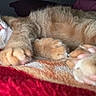 cat, orange_tabby, sleeping, paws, pink_paw_pads, blanket, cozy, close_up, fur, resting, indoor, cute, pet, animal, whiskers, relaxed, soft_light, comfort, mammal, domestic_cat