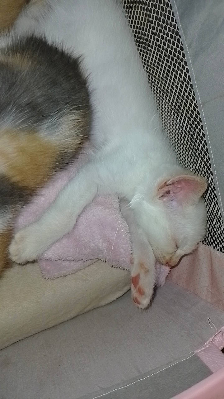 Les Babys participe au concours pour gagner de l'argent avec cette photo : carnivore, cat, cat_bed, claw, comfort, domestic_short_haired_cat, fawn, felidae, fur, linens, mammal, nap, paw, sleep, small_to_medium_sized_cats, snout, tail, terrestrial_animal, vertebrate, whiskers