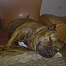 dog, sleeping, brindle, short_hair, wrinkles, muzzle, floppy_ears, couch, sofa, blanket, indoor, living_room, furniture, brown, black, resting, lying_down, pet, cozy, photograph