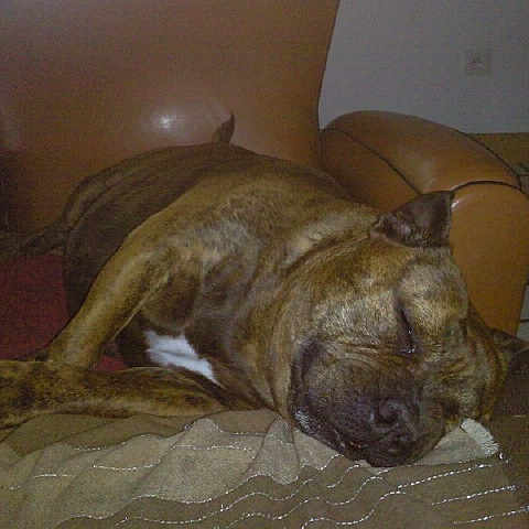 Laosie a rejoint le concours — aidez-le/la à gagner de superbes lots ! dog, sleeping, brindle, short_hair, wrinkles, muzzle, floppy_ears, couch, sofa, blanket, indoor, living_room, furniture, brown, black, resting, lying_down, pet, cozy, photograph