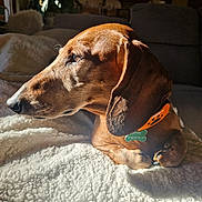 Lipton a rejoint le concours — aidez-le/la à gagner de superbes lots ! dog, dachshund, pet, brown_coat, collar, tag, blanket, sunlight, shadow, indoor, cozy, resting, fur, animal, cute, relaxed, portrait, side_view, soft_texture, home