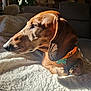 dog, dachshund, pet, brown_coat, collar, tag, blanket, sunlight, shadow, indoor, cozy, resting, fur, animal, cute, relaxed, portrait, side_view, soft_texture, home