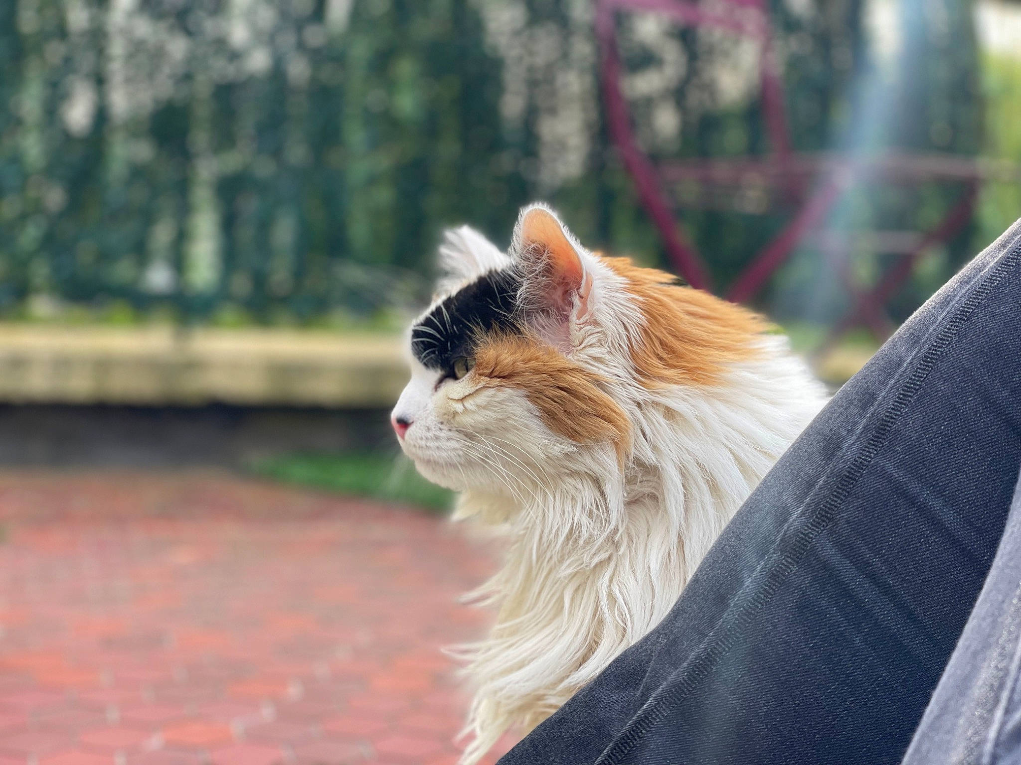 Tagada Tsoin Tsoin a rejoint le concours — aidez-le/la à gagner de superbes lots ! canidae, carnivore, cat, companion_dog, eye, fang, fawn, felidae, fur, grass, head, plant, small_to_medium_sized_cats, snout, sporting_group, tail, terrestrial_animal, tree, whiskers, wood