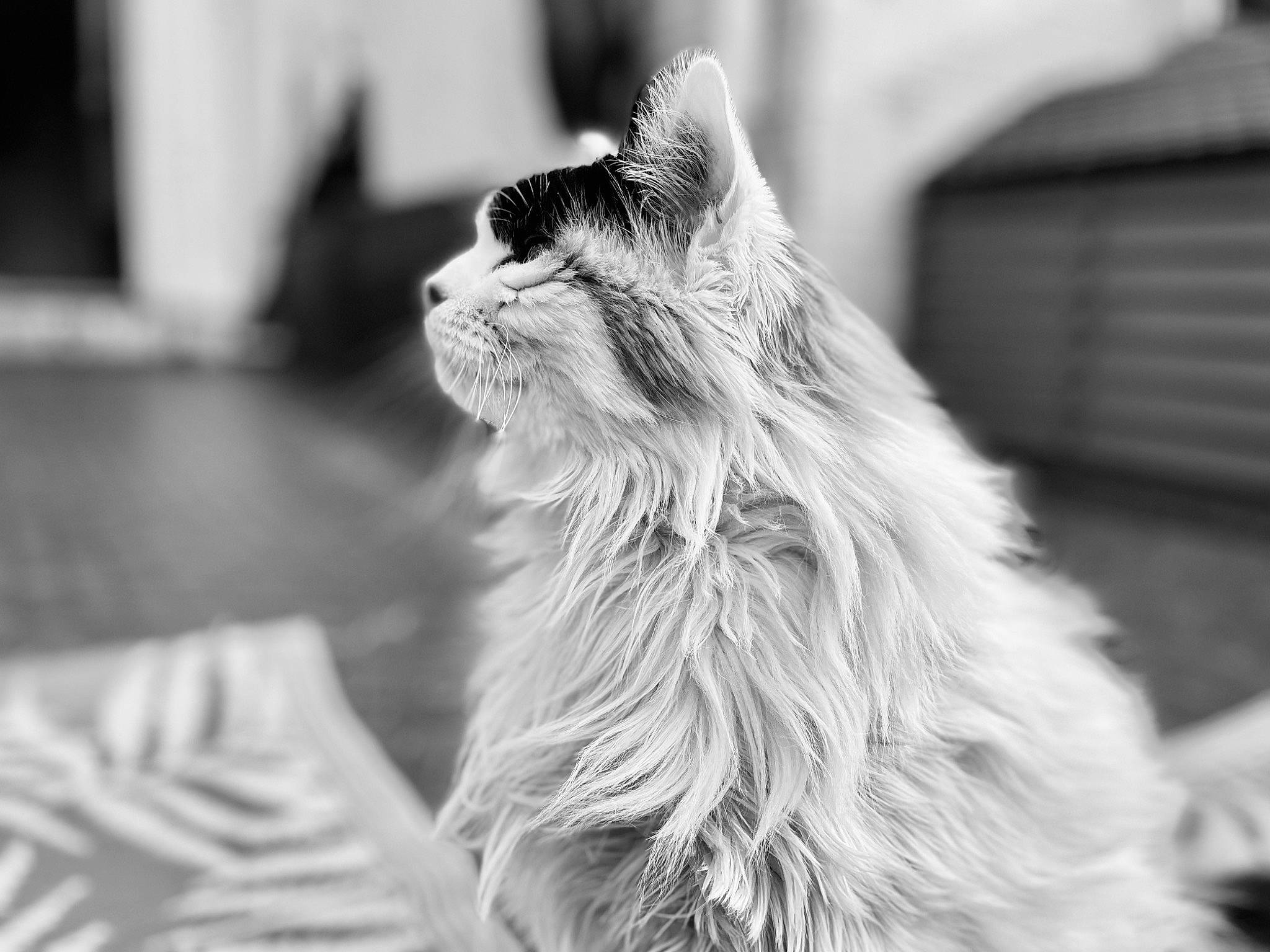 Tagada Tsoin Tsoin a rejoint le concours — aidez-le/la à gagner de superbes lots ! beard, black_and_white, carnivore, cat, dog_breed, fang, felidae, fur, grey, happy, monochrome, monochrome_photography, plant, small_to_medium_sized_cats, snout, style, terrestrial_animal, whiskers, window, yawn