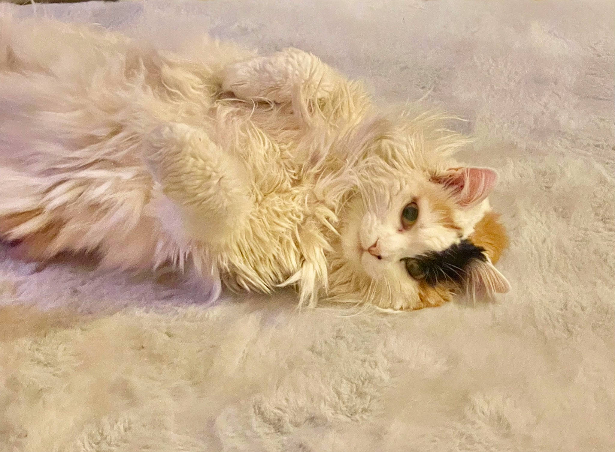 Tagada Tsoin Tsoin participe au concours pour gagner de l'argent avec cette photo : carnivore, cat, claw, dog_breed, fawn, felidae, fur, laperm, paw, ragdoll, sand, small_to_medium_sized_cats, soil, tail, terrestrial_animal, whiskers, wildlife