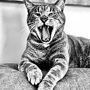 Hélios participe au concours pour gagner de l'argent avec cette photo : animal, black_and_white, cat, close_up, cute, feline, fur, indoor, paws, pet, portrait, relaxed, resting, soft_background, tabby, teeth, texture, tongue, whiskers, yawning