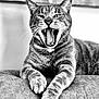 animal, black_and_white, cat, close_up, cute, feline, fur, indoor, paws, pet, portrait, relaxed, resting, soft_background, tabby, teeth, texture, tongue, whiskers, yawning