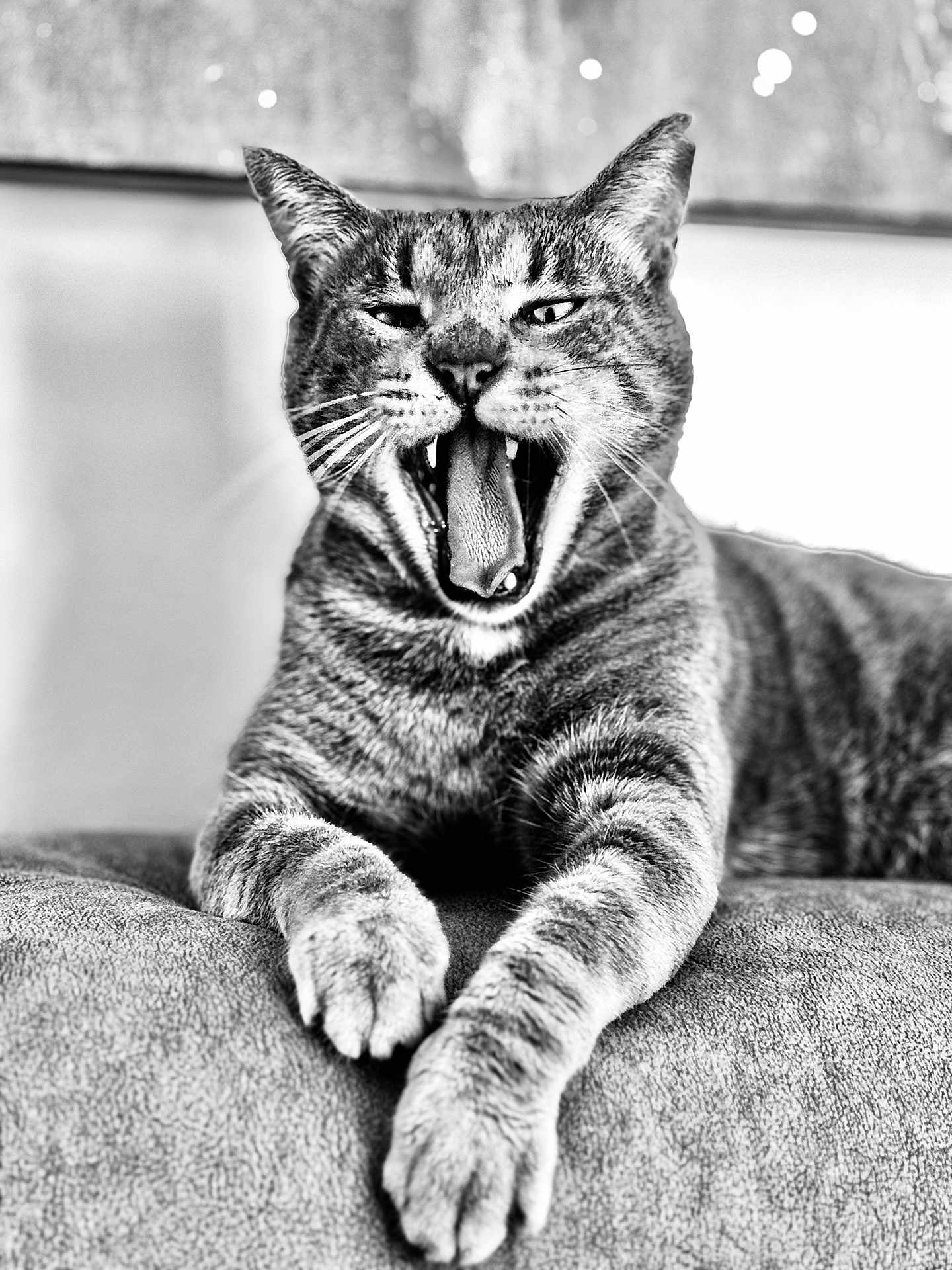 Hélios participe au concours pour gagner de l'argent avec cette photo : animal, black_and_white, cat, close_up, cute, feline, fur, indoor, paws, pet, portrait, relaxed, resting, soft_background, tabby, teeth, texture, tongue, whiskers, yawning