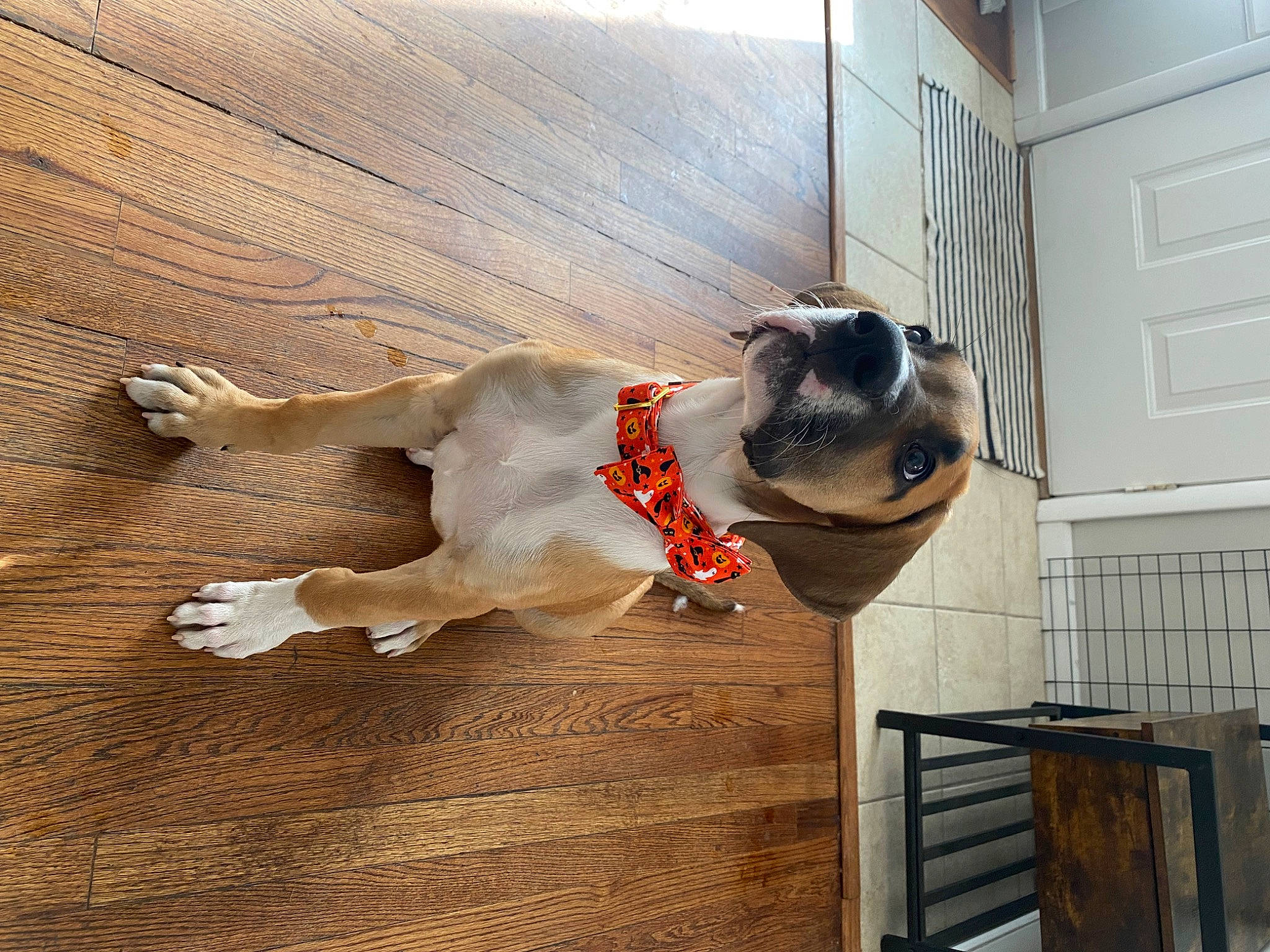 Dutch is registered to the contest to win money with this photo: canidae, carnivore, collar, companion_dog, dog, dog_breed, dog_collar, dog_supply, door, fawn, flooring, fur, hardwood, leash, pet_supply, sporting_group, tail, wood, wood_flooring, working_animal