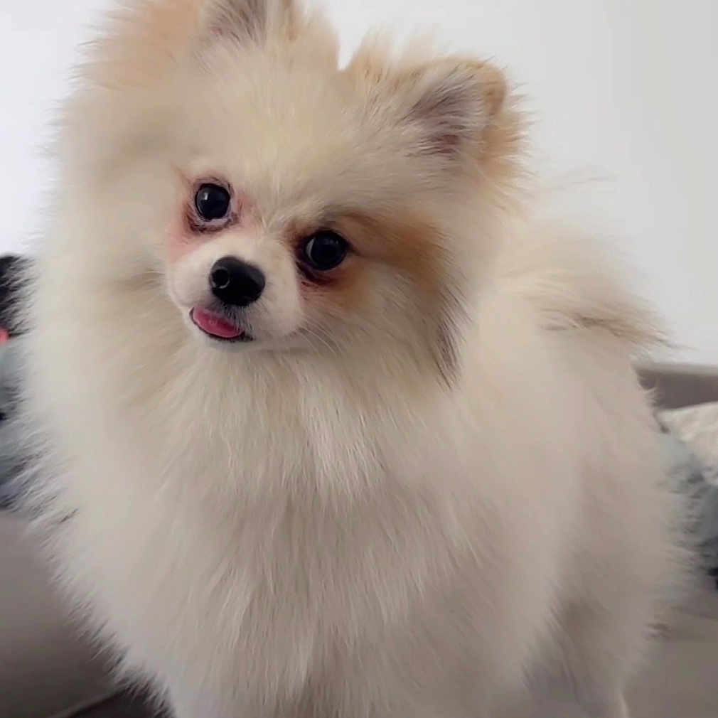 Benny is registered to the contest to win money with this photo: animal, companion, couch, cute, dog, domestic, ears, fluffy, friendly, fur, house, indoor, looking, pet, pomeranian, small_dog, standing, tail, tongue_out, white_background