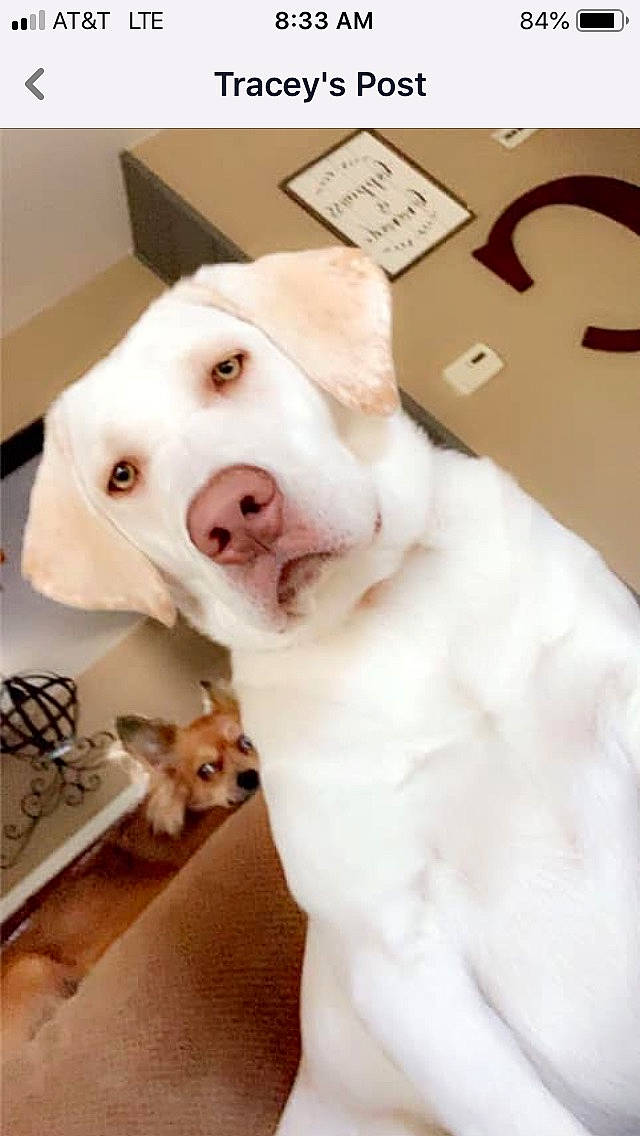 Molly joined the competition — help win amazing prizes! ancient_dog_breeds, canidae, carnivore, collar, companion_dog, cordoba_fighting_dog, dog, dog_breed, dog_collar, dog_supply, fawn, fur, non_sporting_group, paw, pet_supply, puppy, sporting_group, whiskers, working_animal