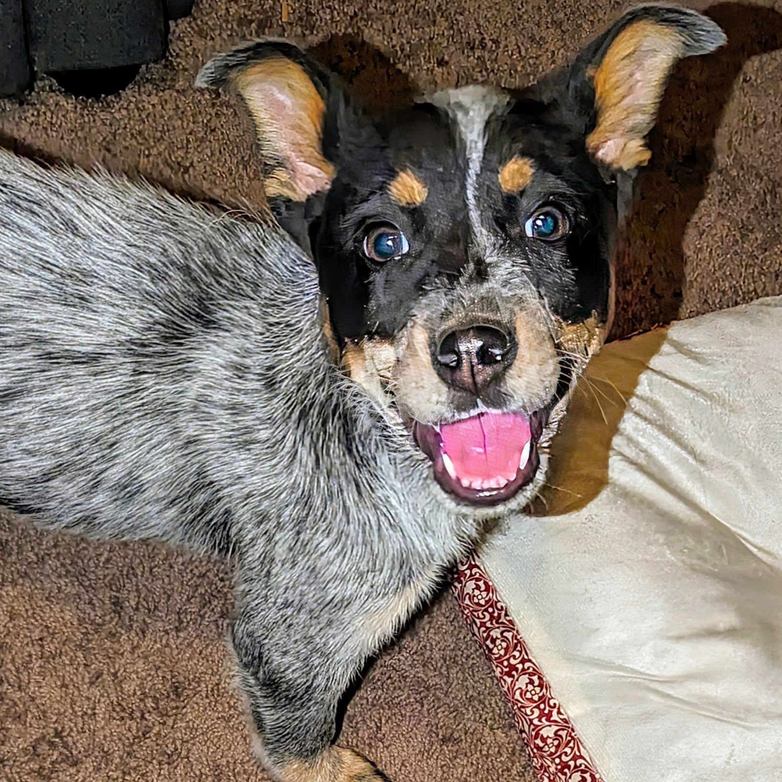 Woofie