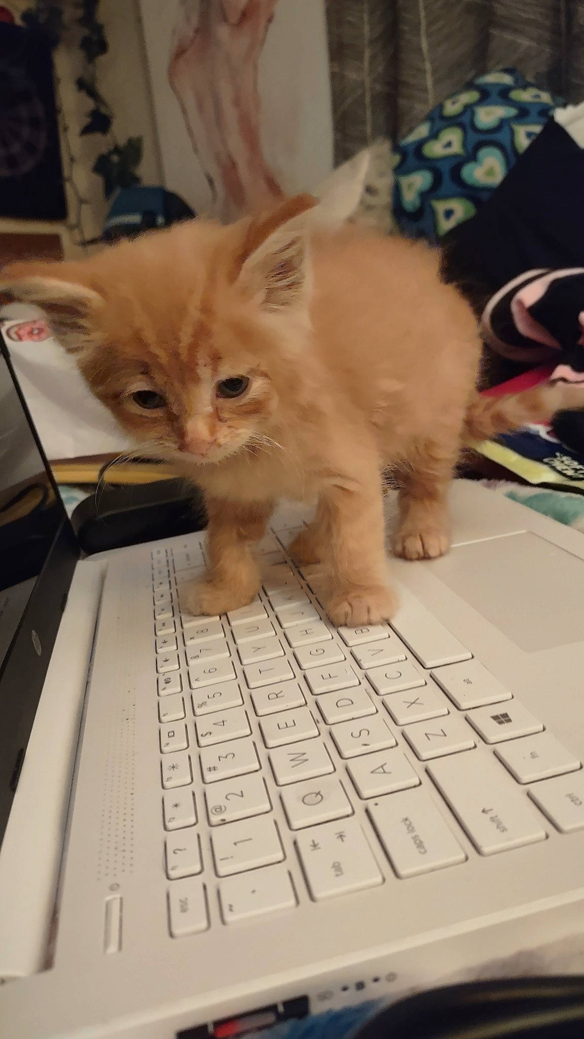 Ziggy is registered to the contest to win money with this photo: carnivore, cat, computer, computer_keyboard, domestic_short_haired_cat, fawn, felidae, fur, input_device, laptop, netbook, office_equipment, output_device, peripheral, personal_computer, small_to_medium_sized_cats, snout, space_bar, tail, whiskers