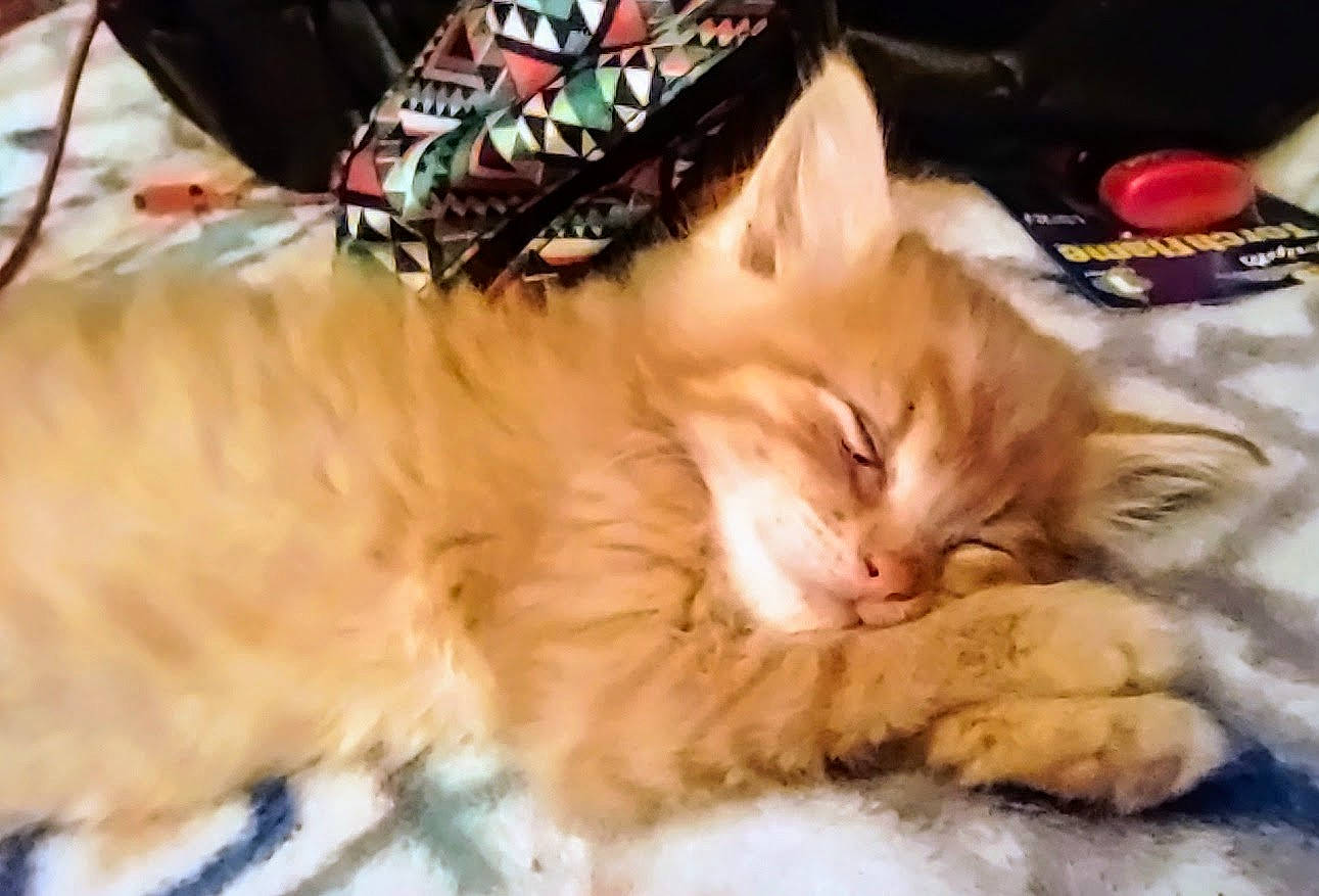 Ziggy is registered to the contest to win money with this photo: carnivore, cat, claw, comfort, companion_dog, domestic_short_haired_cat, event, fawn, felidae, fur, hat, nap, orange, paw, sleep, small_to_medium_sized_cats, tail, whiskers, wood