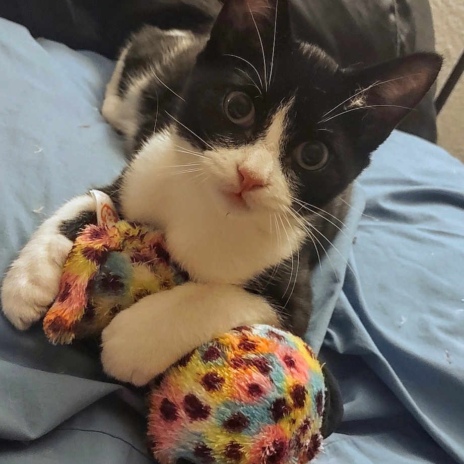 Lucipurr