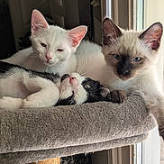 Renay Grosstueck is registered to the contest to win money with this photo: cat, kitten, feline, animal, pet, window, cat_perch, resting, cozy, fur, cute, indoor, three, white_cat, black_and_white_cat, siamese_cat, paw, face, relaxed, natural_light