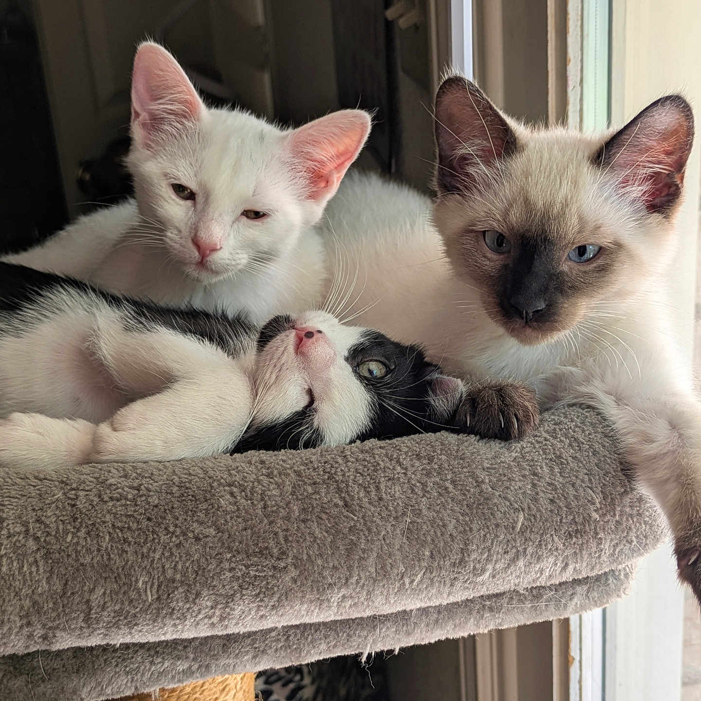 Renay Grosstueck is registered to the contest to win money with this photo: animal, black_and_white_cat, cat, cat_perch, cozy, cute, face, feline, fur, indoor, kitten, natural_light, paw, pet, relaxed, resting, siamese_cat, three, white_cat, window