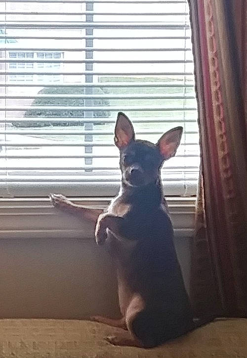 Abbey is registered to the contest to win money with this photo: carnivore, comfort, companion_dog, curtain, dog, dog_breed, ear, fawn, felidae, fixture, mammal, small_to_medium_sized_cats, snout, tail, tints_and_shades, vertebrate, whiskers, window, window_blind, wood