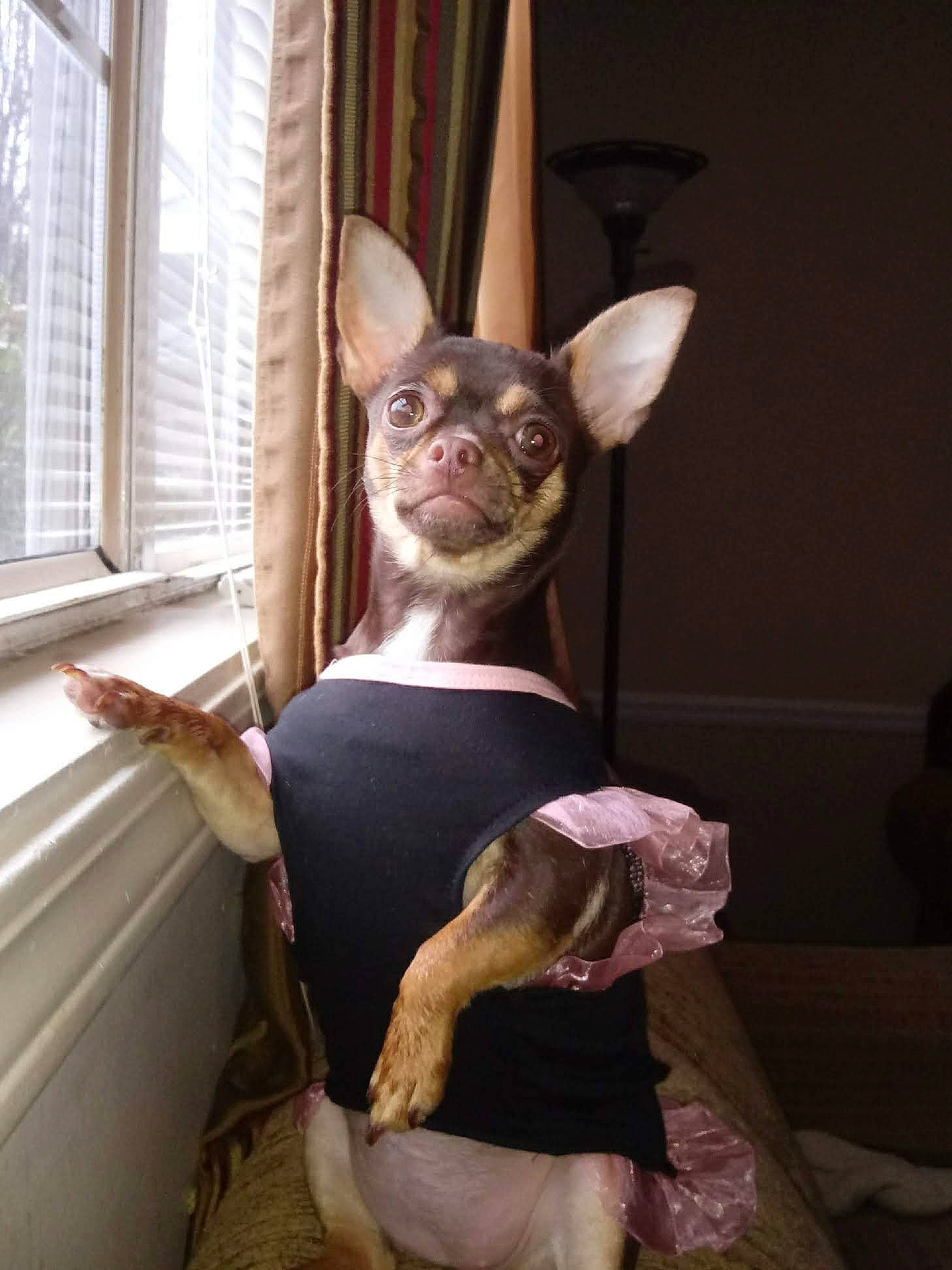 Abbey joined the competition — help win amazing prizes! bat, canidae, carnivore, companion_dog, costume, curtain, dog_breed, ear, fawn, felidae, fictional_character, fur, head, headgear, small_to_medium_sized_cats, snout, whiskers, window, window_blind, wood