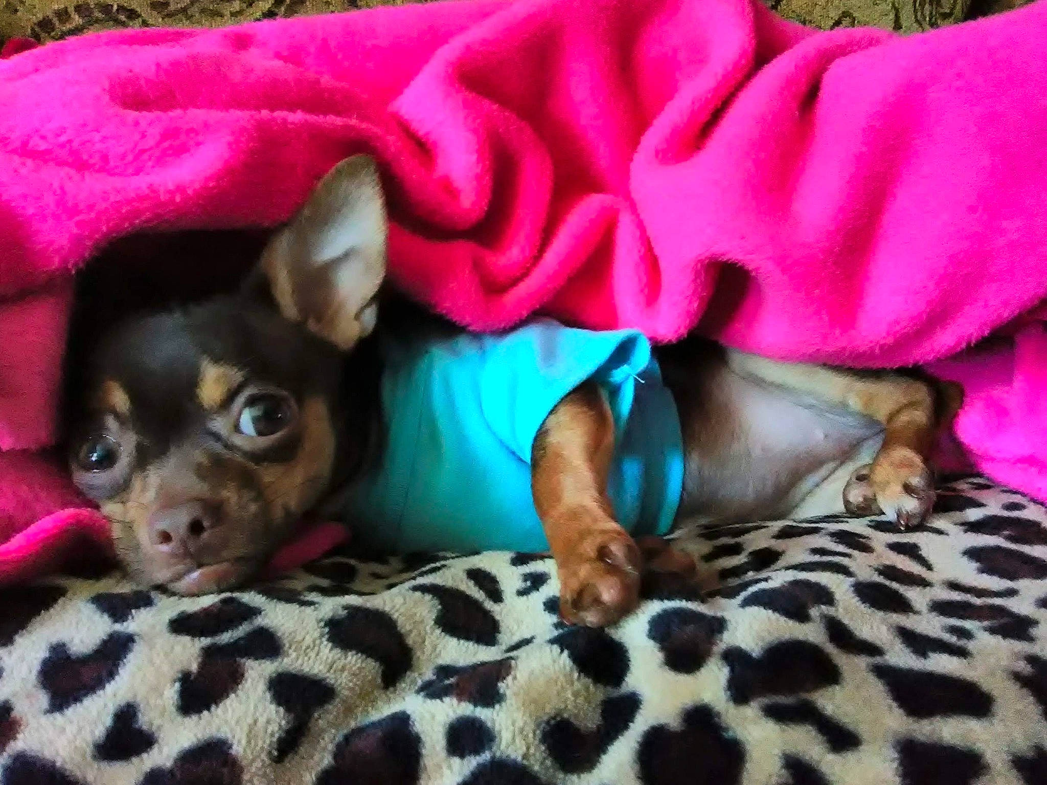 Abbey joined the competition — help win amazing prizes! bed, carnivore, chihuahua, comfort, companion_dog, dog, dog_breed, ear, fawn, fur, linens, mammal, pattern, pink, russkiy_toy, skin, snout, toy_dog, whiskers, working_animal