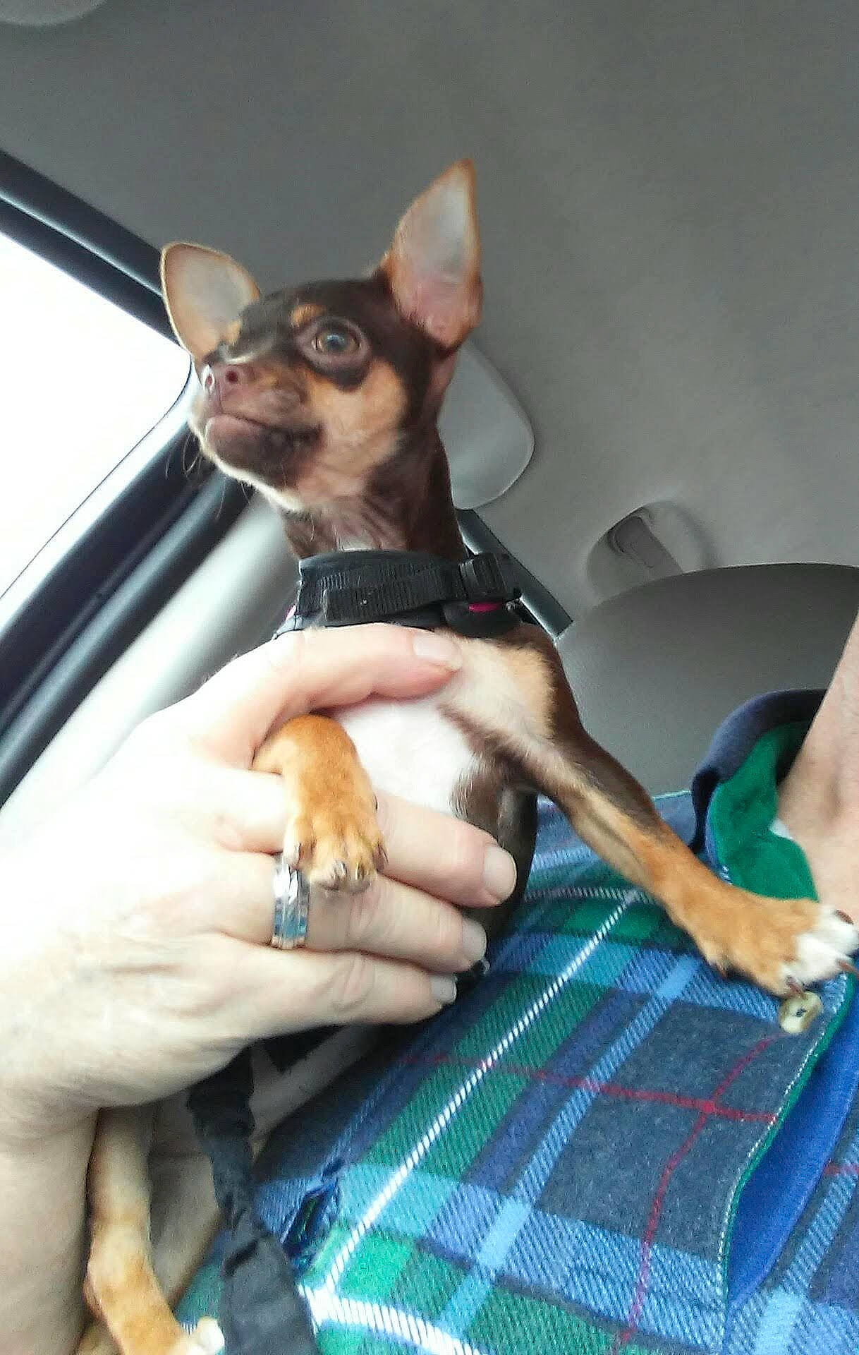 Abbey is registered to the contest to win money with this photo: carnivore, chihuahua, collar, comfort, companion_dog, dog, dog_breed, fawn, gesture, hood, nail, plaid, russkiy_toy, snout, tartan, thumb, toy_dog, vehicle_door, whiskers, wrist