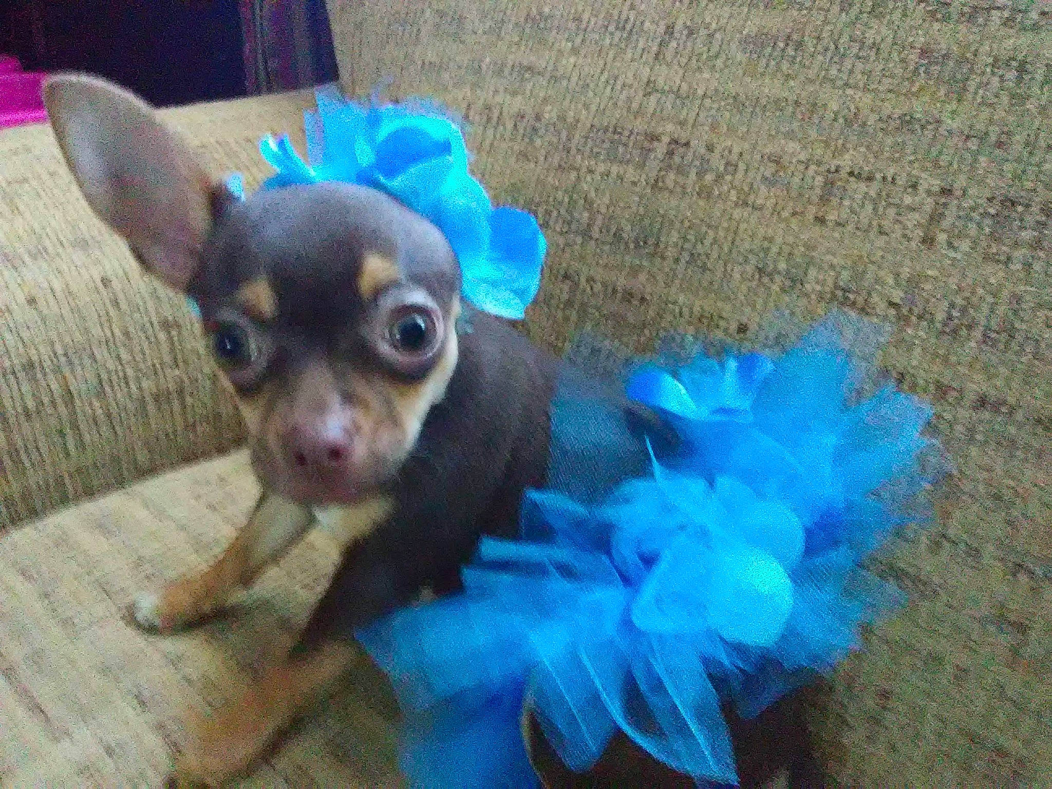 Abbey is registered to the contest to win money with this photo: carnivore, chihuahua, companion_dog, costume, dog, dog_breed, electric_blue, fashion_accessory, fawn, fur, petal, snout, sunglasses, tail, terrestrial_animal, toy, toy_dog, whiskers, wing, working_animal